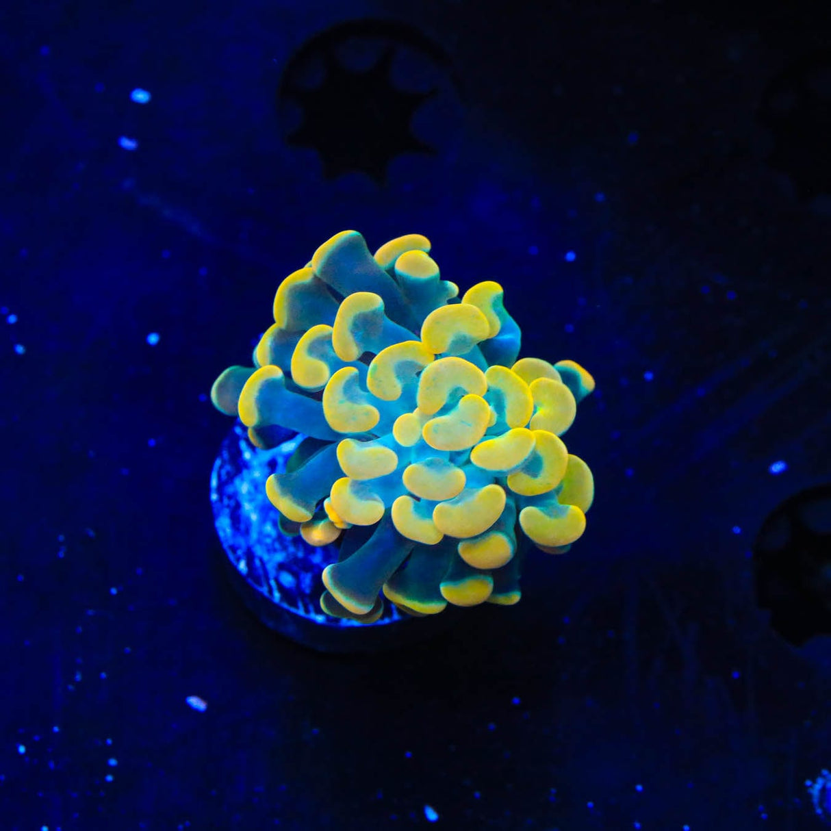 TSA Electro Hammer Coral