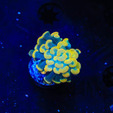 TSA Electro Hammer Coral