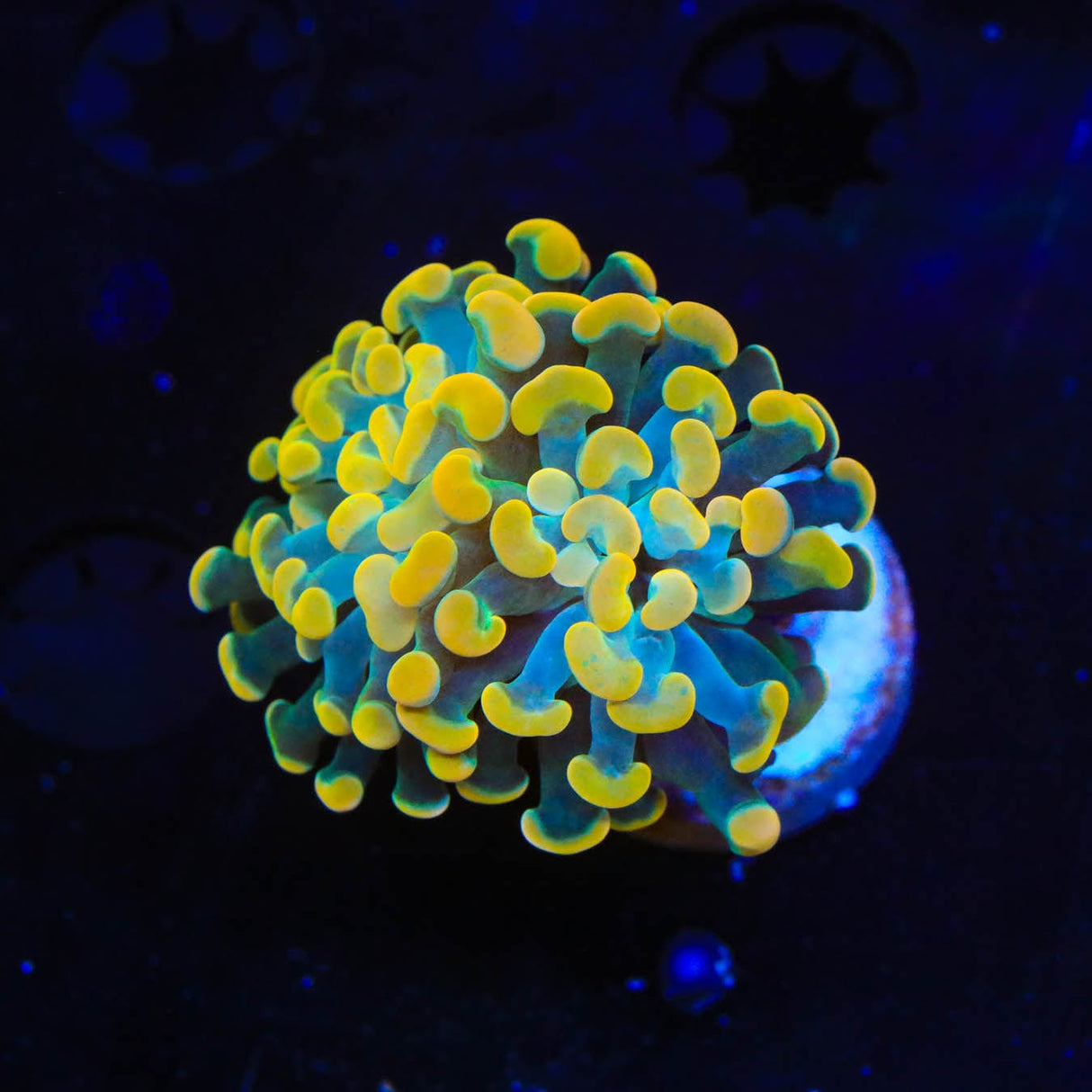 TSA Electro Hammer Coral