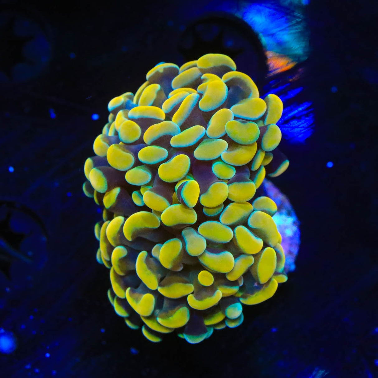 TSA Electro Hammer Coral