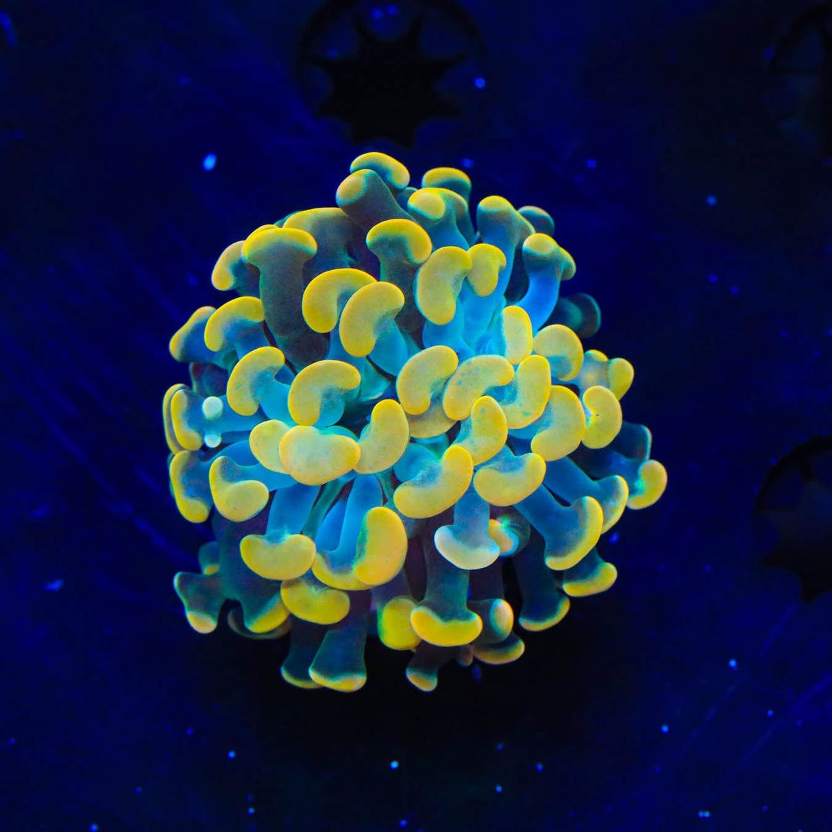 TSA Electro Hammer Coral