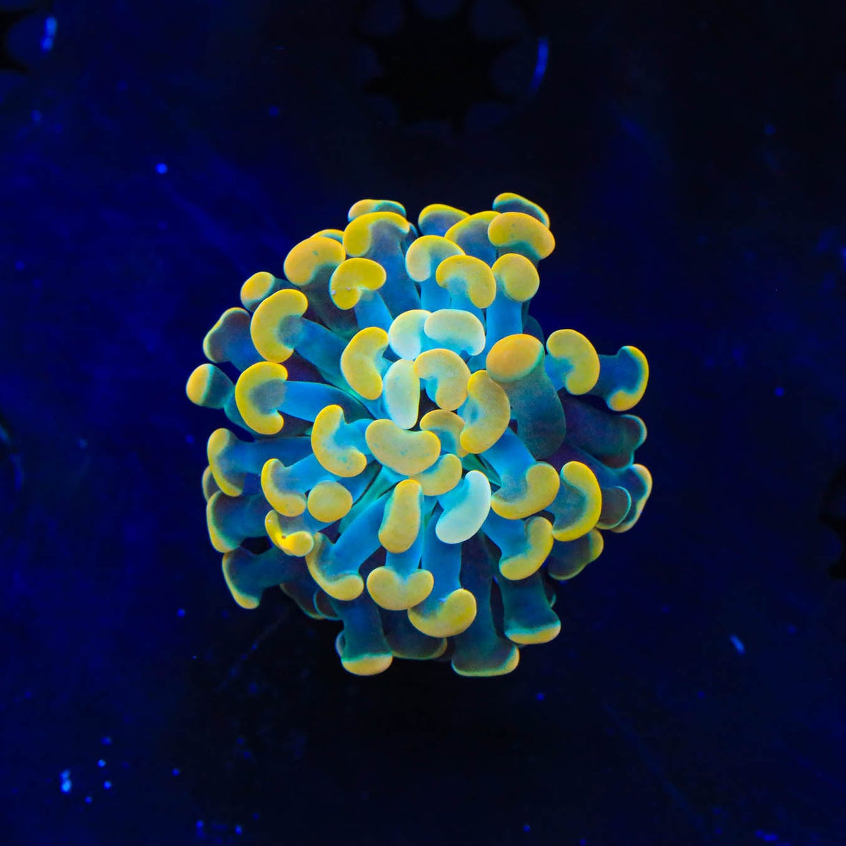 TSA Electro Hammer Coral