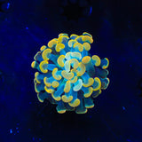 TSA Electro Hammer Coral