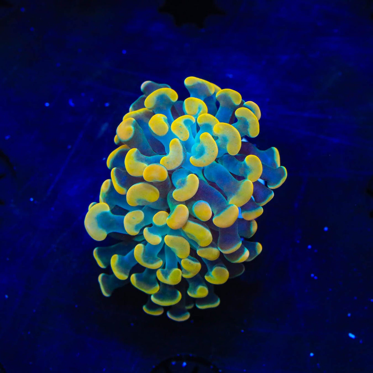 TSA Electro Hammer Coral