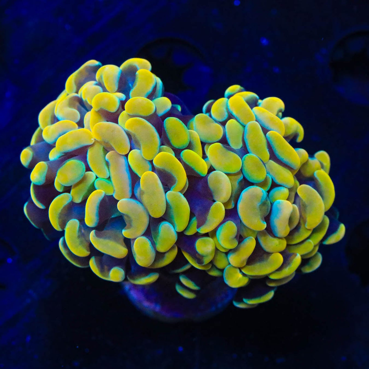 TSA Electro Hammer Coral