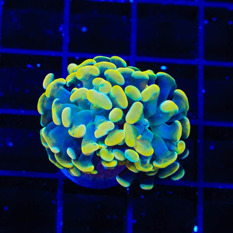 TSA Electro Hammer Coral