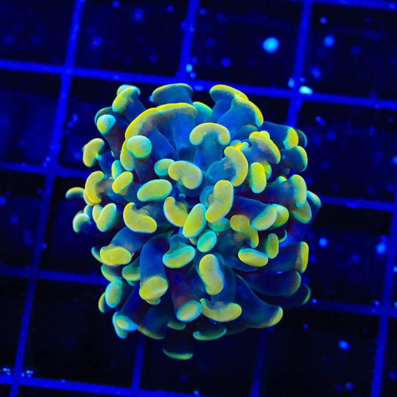 TSA Electro Hammer Coral