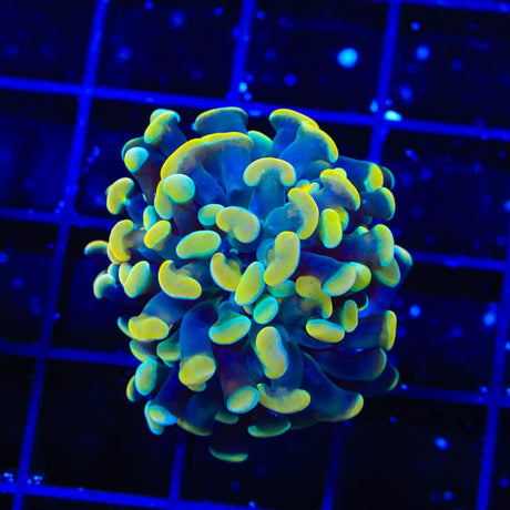 TSA Electro Hammer Coral
