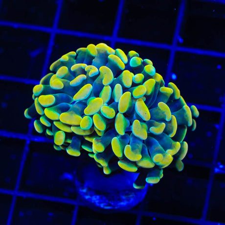 TSA Electro Hammer Coral