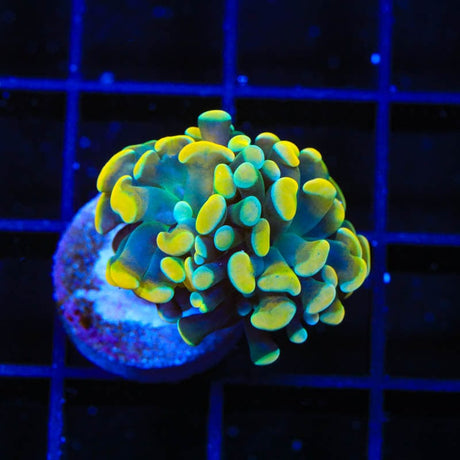 TSA Electro Hammer Coral