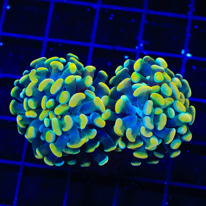 TSA Electro Hammer Coral