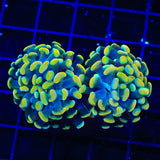 TSA Electro Hammer Coral