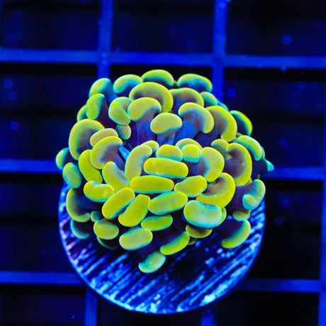 TSA Electro Hammer Coral