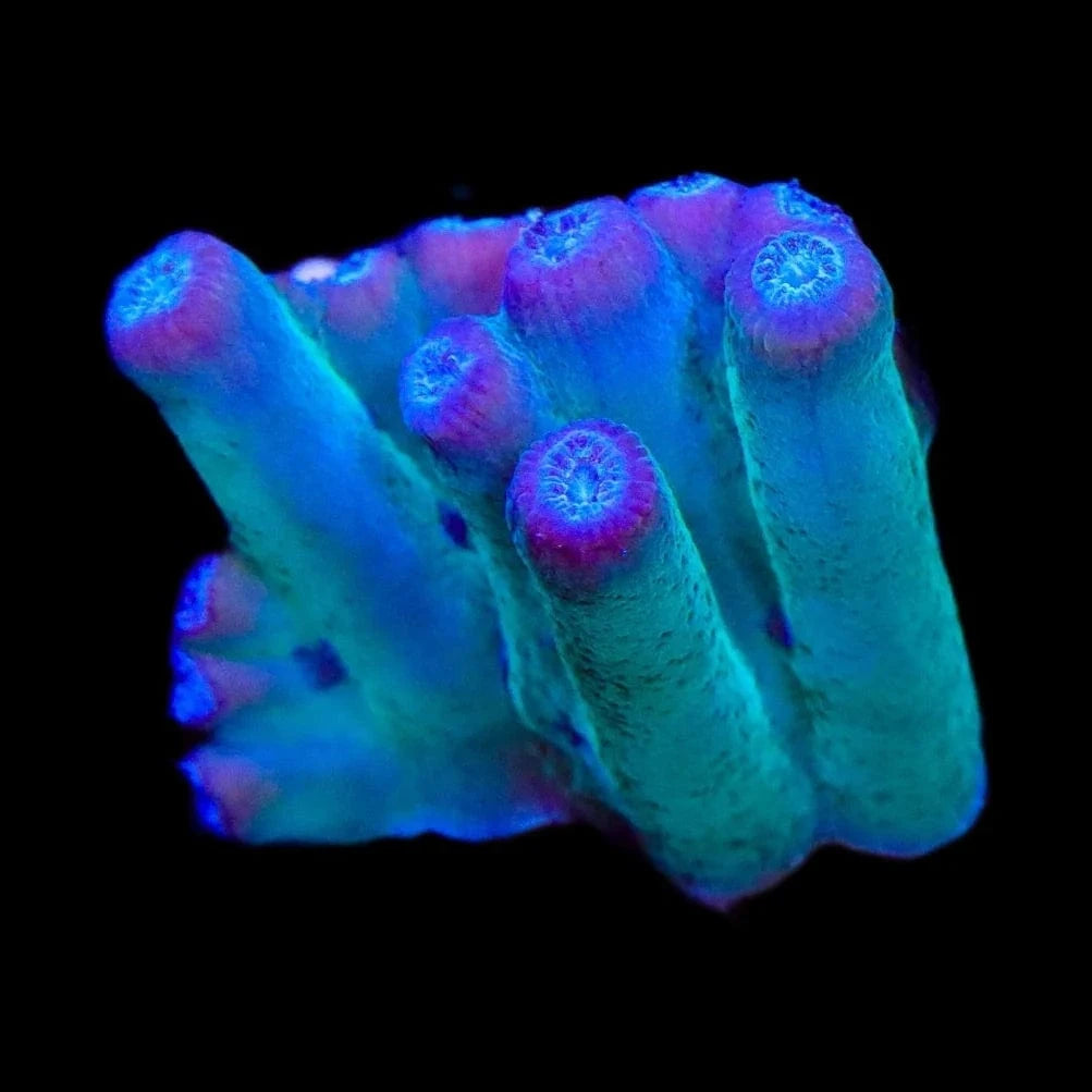 TSA Emerald Branching Turbinaria Heronensis Coral