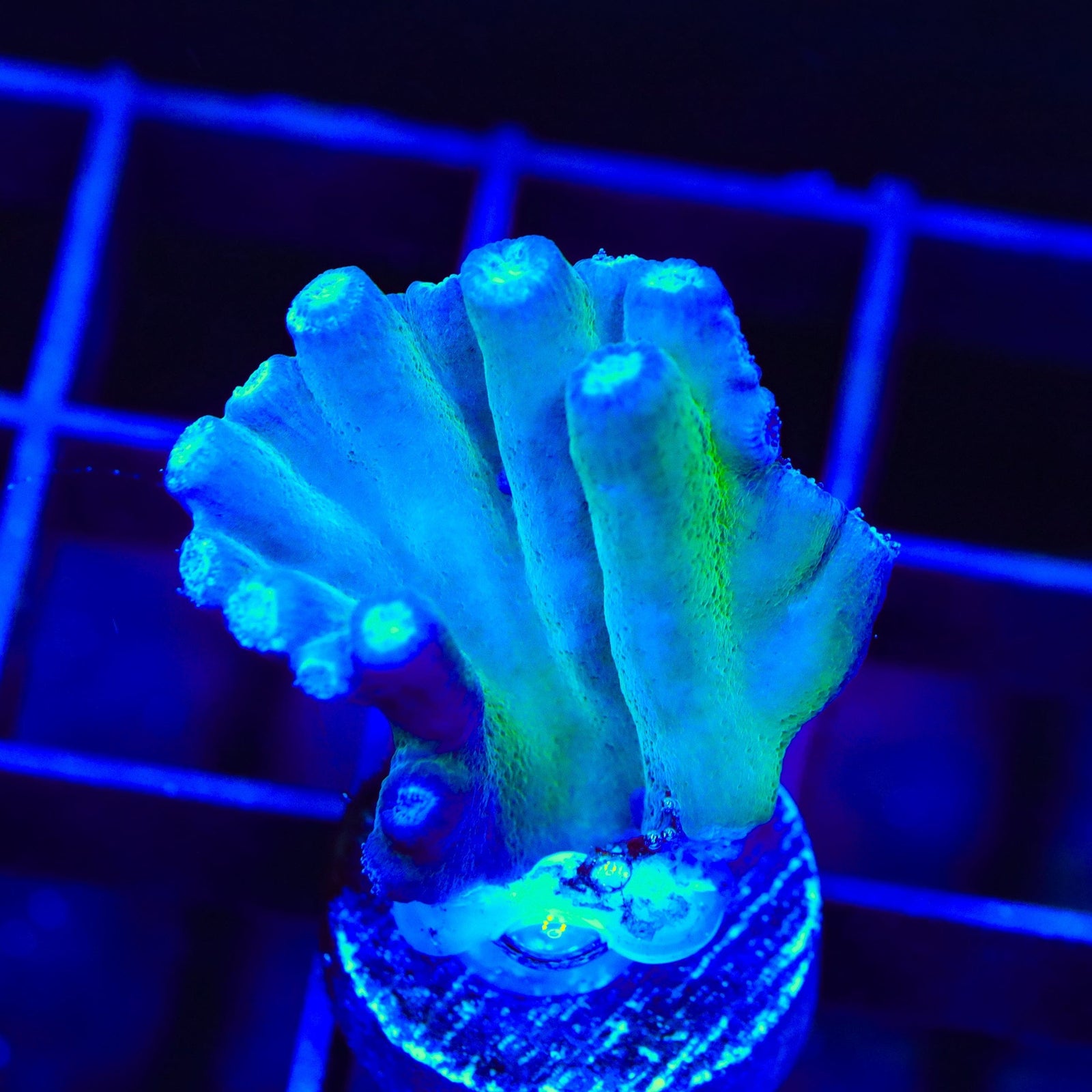TSA Emerald Branching Turbinaria Heronensis Coral