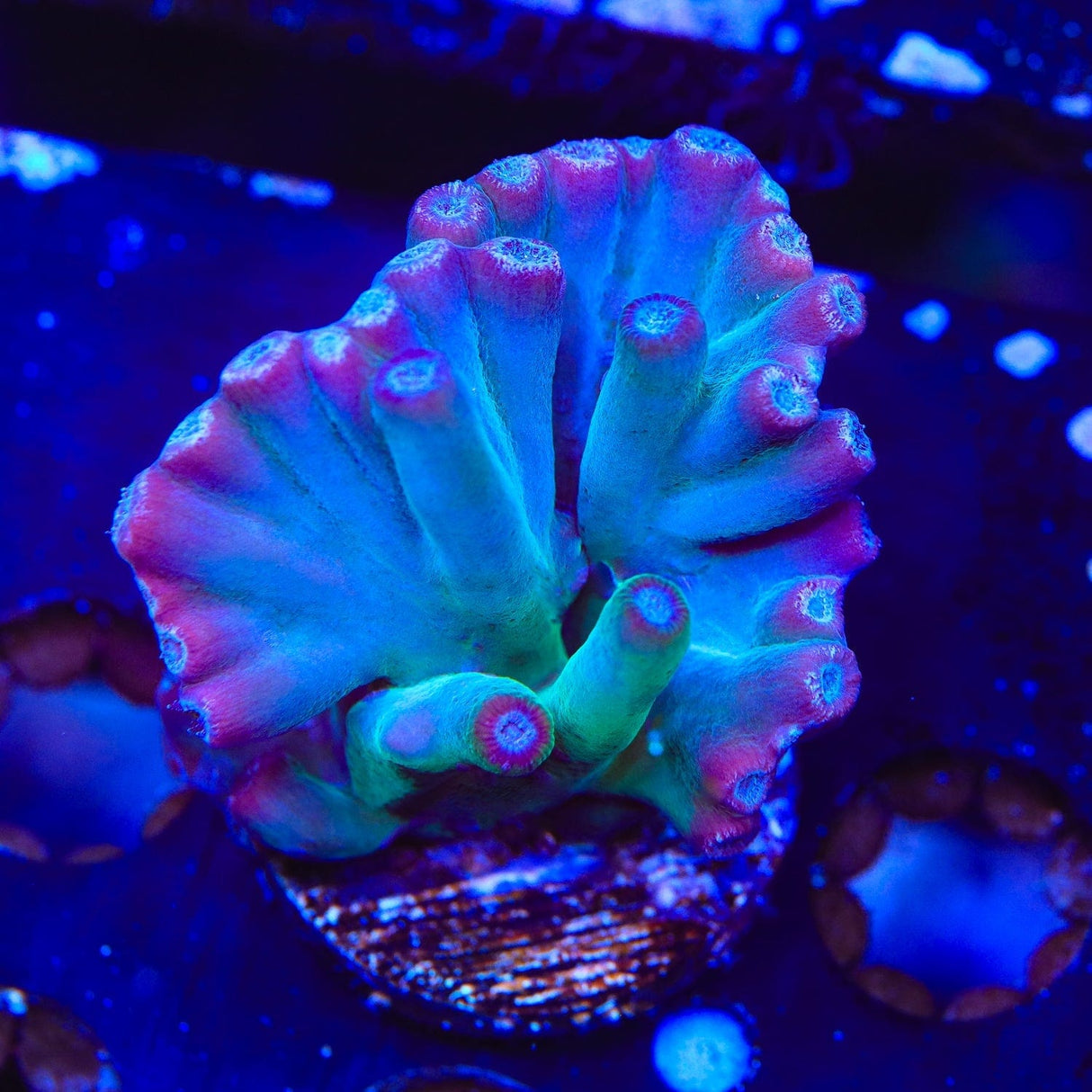 TSA Emerald Branching Turbinaria Heronensis Scroll Coral