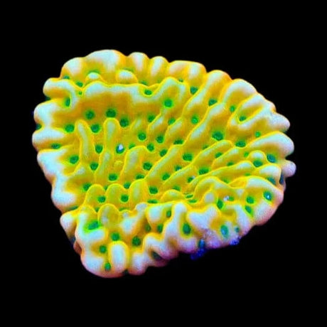 TSA Emerald City Montipora Coral