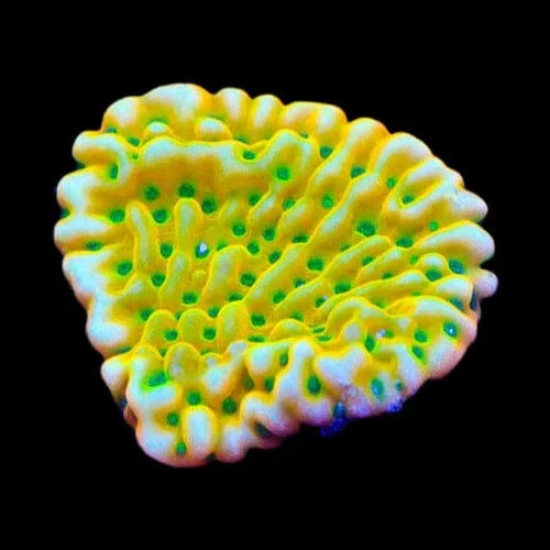TSA Emerald City Montipora Coral
