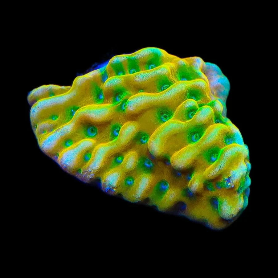 TSA Emerald City Montipora Coral