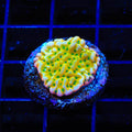 TSA Emerald City Montipora Coral