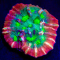 TSA Emerald Passion Chalice Coral