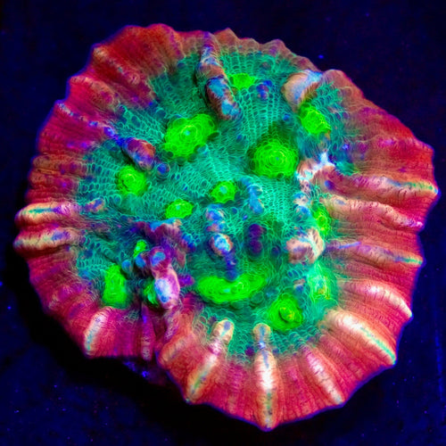 TSA Emerald Passion Chalice Coral
