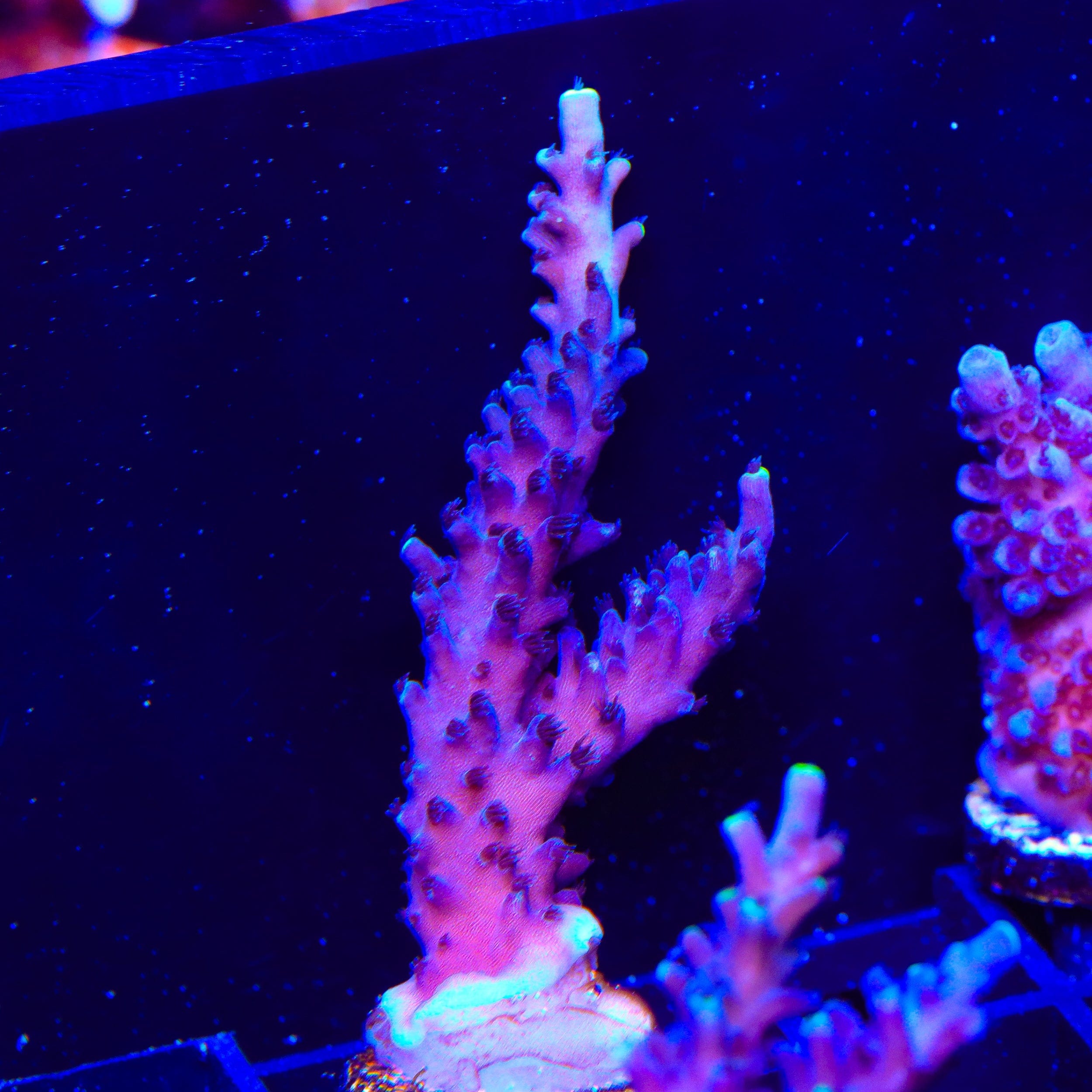 TSA Ernie Hudson Stag Acropora Coral