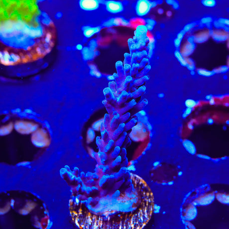 TSA Ernie Hudson Stag Acropora Coral