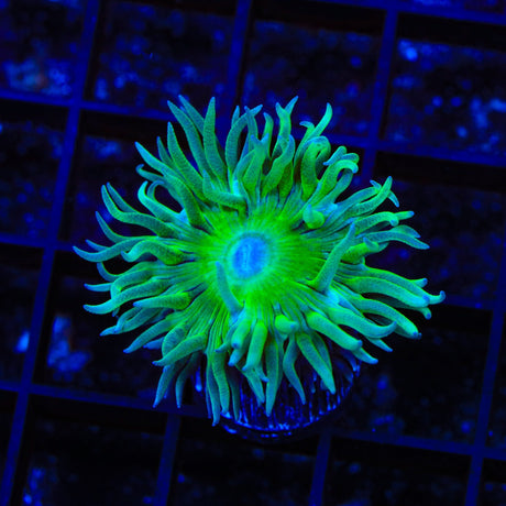 TSA Evergreen Duncan Coral