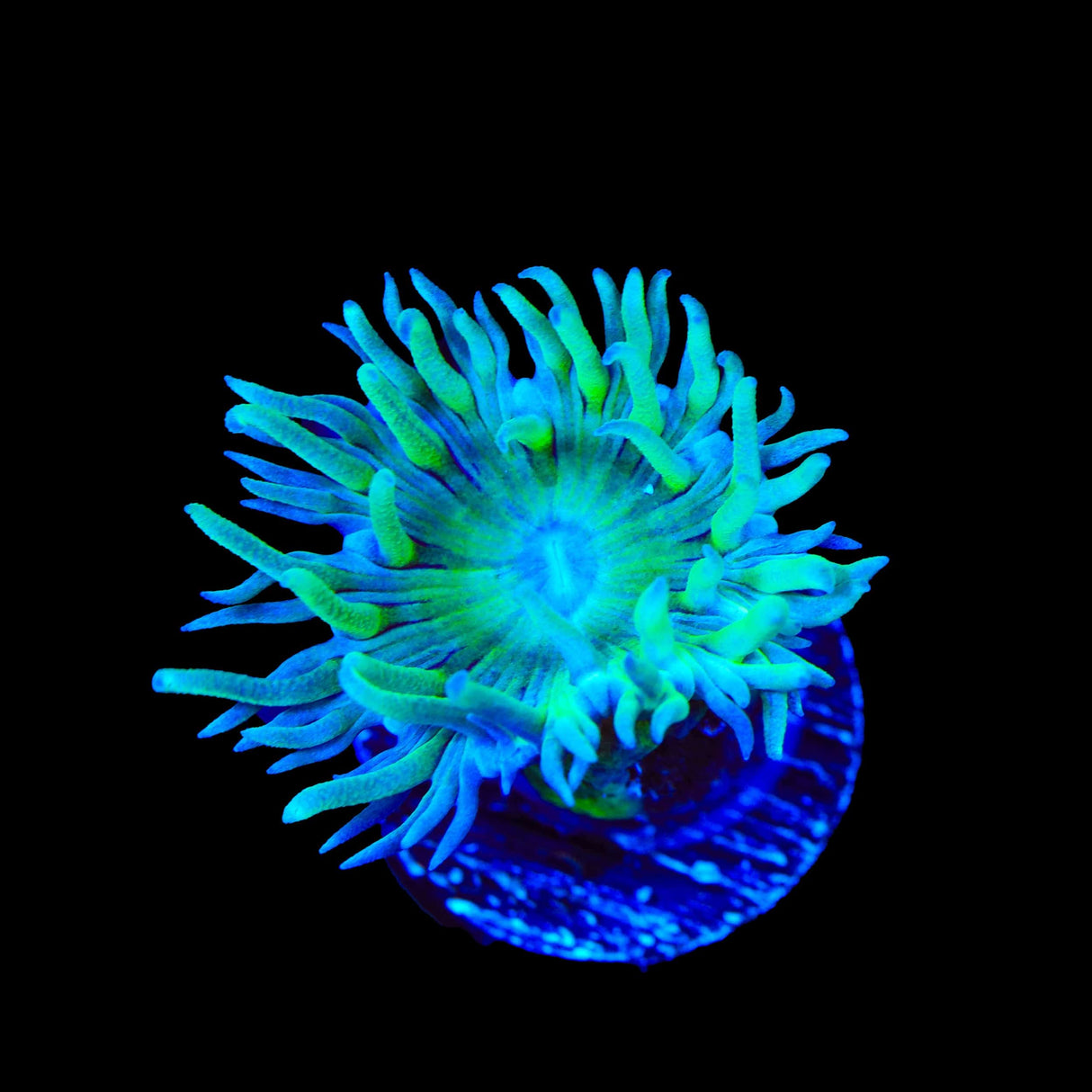 TSA Evergreen Duncan Coral