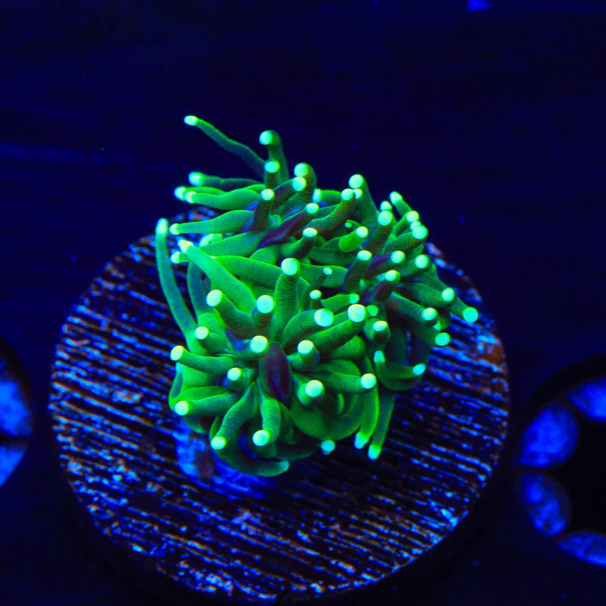 TSA Evergreen Galaxea Coral