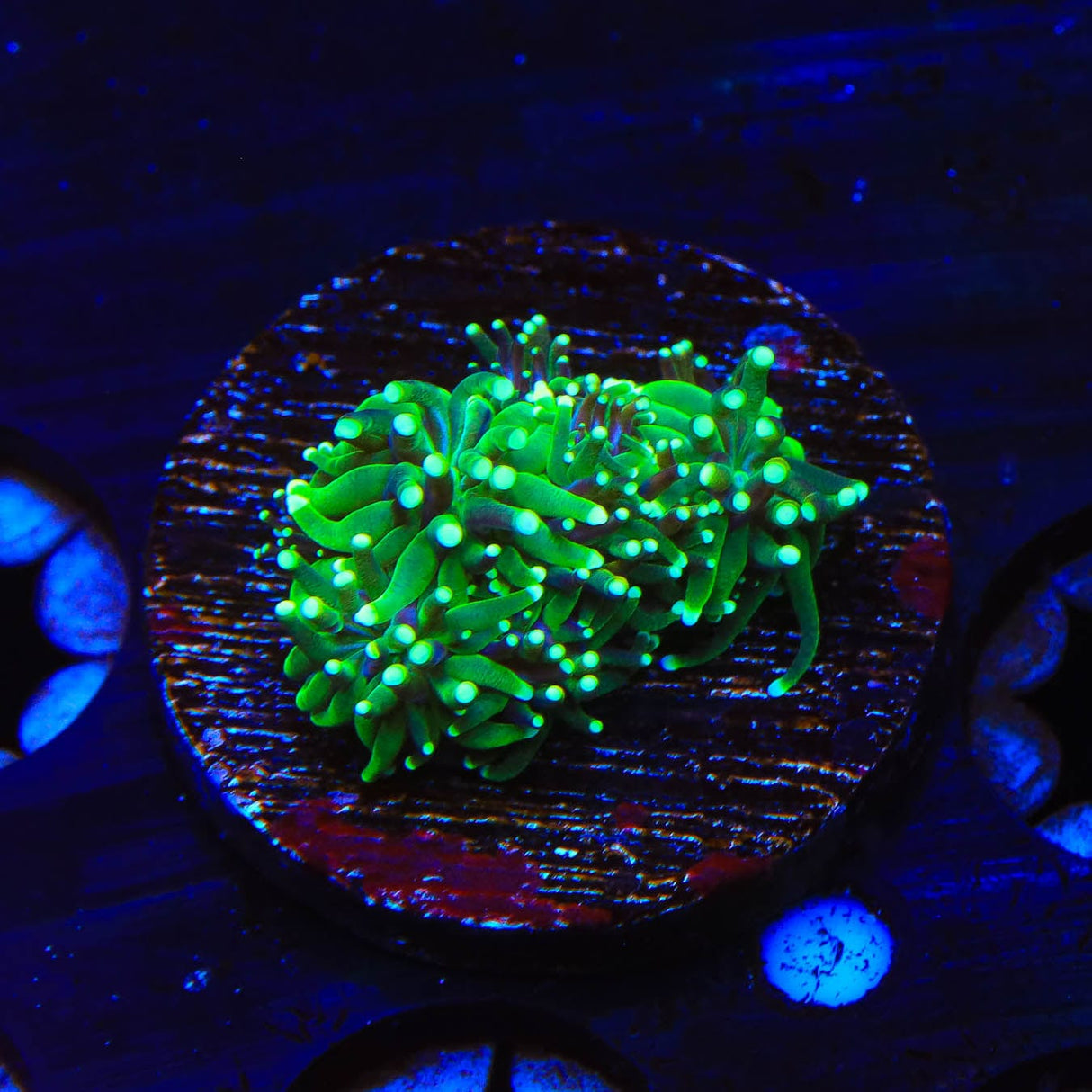 TSA Evergreen Galaxea Coral