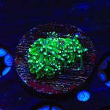 TSA Evergreen Galaxea Coral