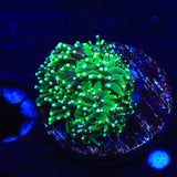 TSA Evergreen Galaxea Coral