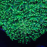 TSA Evergreen Galaxea Coral