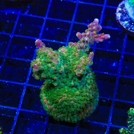 TSA Explosive Ember Acropora Colony Coral