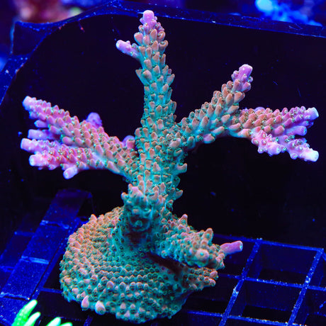 TSA Explosive Ember Acropora Colony Coral
