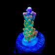 TSA Explosive Ember Acropora Coral