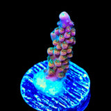 TSA Explosive Ember Acropora Coral