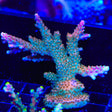 TSA Explosive Ember Acropora Coral