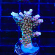 TSA Explosive Ember Acropora Coral