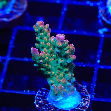 TSA Explosive Ember Acropora Coral