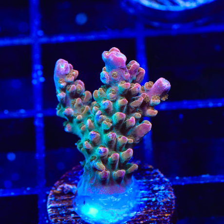 TSA Explosive Ember Acropora Coral