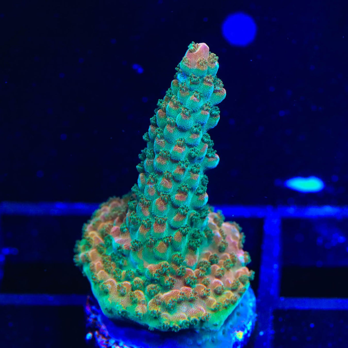 TSA Explosive Ember Acropora Coral