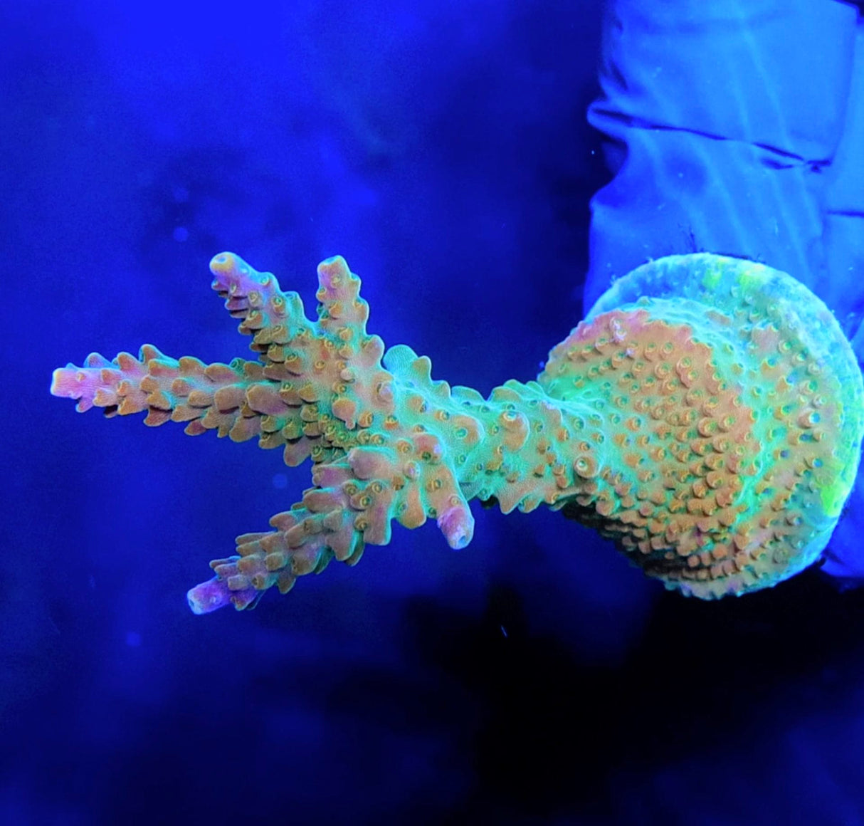 TSA Explosive Ember Acropora Coral
