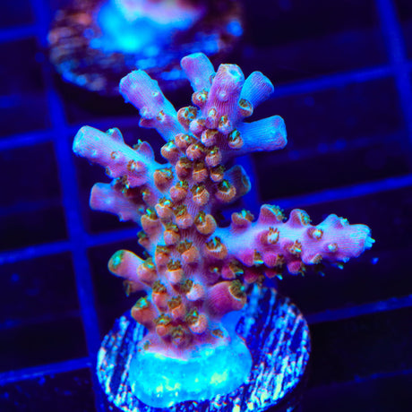 TSA Explosive Ember Acropora Coral