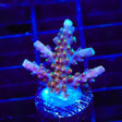 TSA Explosive Ember Acropora Coral