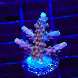 TSA Explosive Ember Acropora Coral