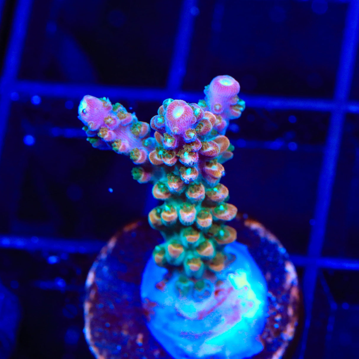 TSA Explosive Ember Acropora Coral