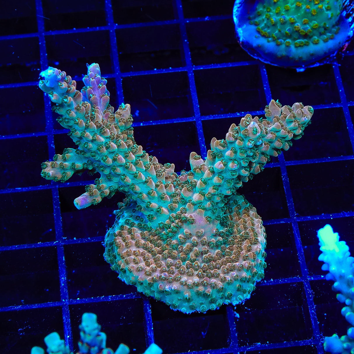 TSA Explosive Ember Acropora XL Frag Coral